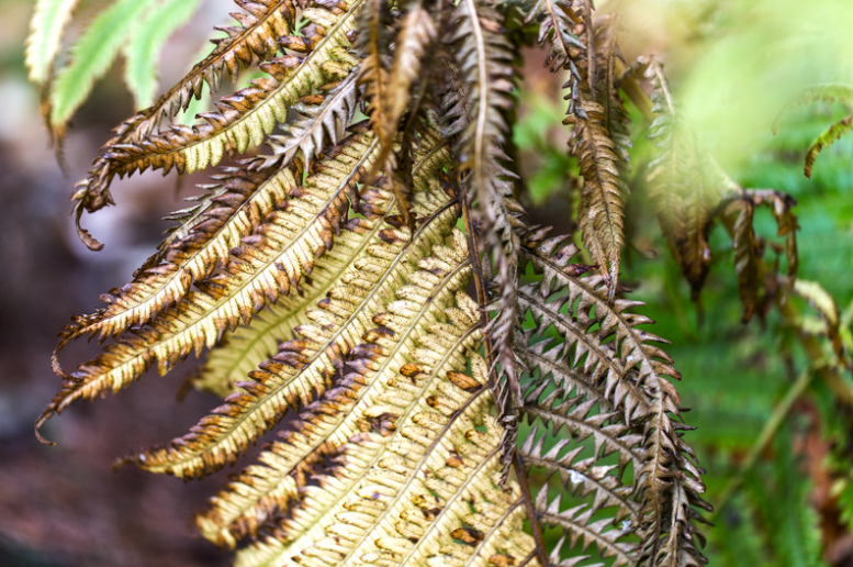 Rempotage de plante