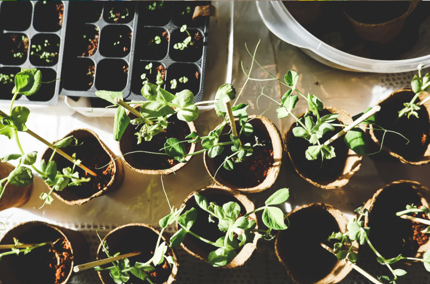Rempotage de plante