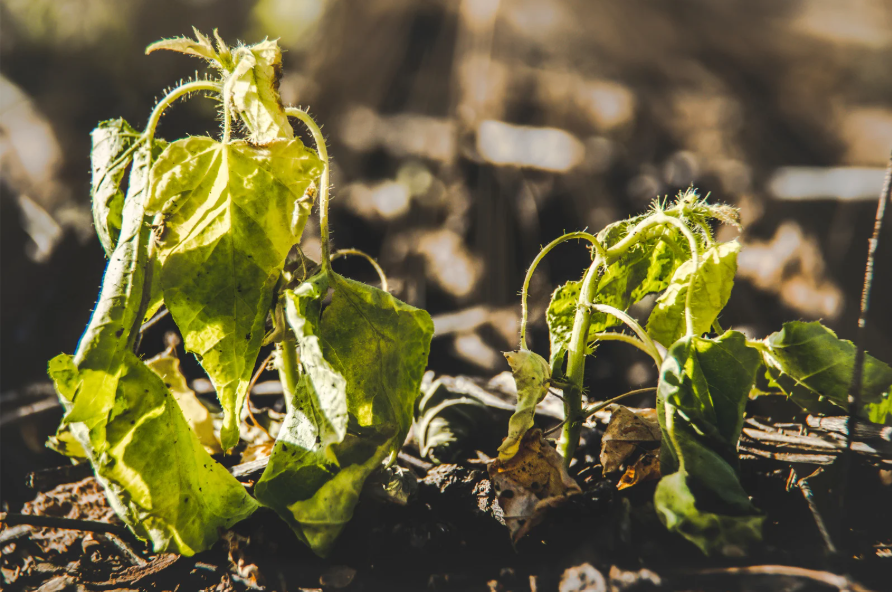 Rempotage de plante