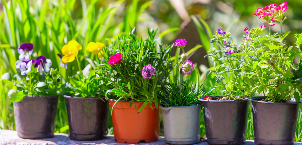 Plantes en serre