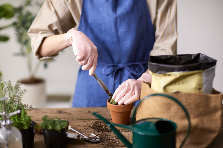 Rempotage de plante